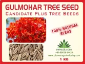 Gulmohar Seeds of Pioneer Agro Industry of Pioneer Agro Industry