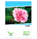 Balsam Seeds of Iris Hybrid Pvt. of Iris Hybrid Pvt.