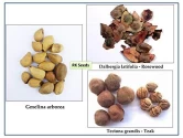 Teak Wood Seeds of RK Nursery and of RK Nursery and