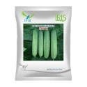Iris Misti F1 Hybrid Cucumber Seeds, High Yield All Season Green Variety And Big Fruits