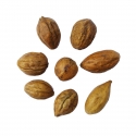 RK Seeds - Terminalia chebula, Treated seeds, Haritaki, Kadukkai , Terminalia chebula seeds Chebulic myrobalan