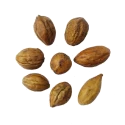 RK Seeds - Terminalia chebula, Treated seeds, Haritaki, Kadukkai , Terminalia chebula seeds Chebulic myrobalan