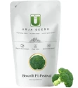 Broccoli seeds of Urja Agriculture Company of Urja Agriculture Company