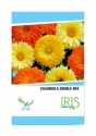 Iris Hybrid Flower Seeds Calendula Double Mix, Suitable For Gardening And Terrace.