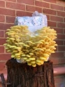 Shroomness Yellow Oyster mushroom, Ready To Fruit Mushroom Block, For Gift And Unique And Useful.