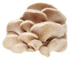 Thanvi Oyster Mushroom Spawn Combo (Gray, Yellow, Pink, Blue) 200 Gm Each, Spreaded On Organic Waste