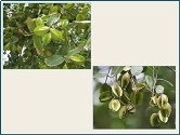 RK Seeds Sacred Terminalia Arjuna seeds , Arjun Tree seeds , Marudha Maram, Neer Maruthu tree seeds- Temple tree seeds,Arjun tree seeds for planting 