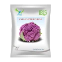 Iris Purple Imported OP Cauliflower Seeds, Unique Purple Curd And High Yield