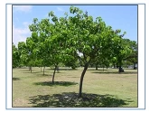 Sheesham Tree Seeds of RK Nursery and of RK Nursery and