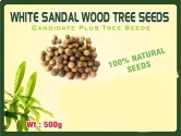 Sandalwood of Pioneer Agro Industry of Pioneer Agro Industry