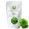 parsely seeds of Urja Agriculture Company of Urja Agriculture Company