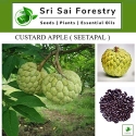 SRI SAI FORESTRY Custard Apple Seeds, Sitafal Ke Beej, Sugar Apple Seeds, Sweetsop Seeds, Annona squamosa Fruit Tree Seeds 