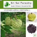 Custard Apple Seeds of Sri Sai Forestry of Sri Sai Forestry