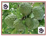 Custard Apple Seeds of RK Nursery and of RK Nursery and