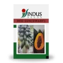 Papaya Seeds of Indus Seeds of Indus Seeds