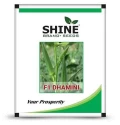 Okra Seeds of Shine Brand Seeds of Shine Brand Seeds