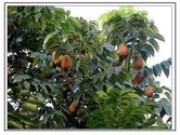 Mahogany seeds (Swietenia mahagoni) of RK Nursery and of RK Nursery and