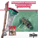 Pectinophora gossypiella (Pink Bollworm) Trap & Lure of Turning point natural of Turning point natural