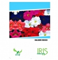 Iris Hybrid Flower Seeds Balsam Mix, Gul Mehandi Ke Phool, Annual Flower With Best Germination.