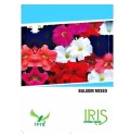 Balsam Seeds of Iris Hybrid Pvt. of Iris Hybrid Pvt.