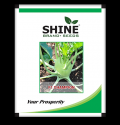 Knol Khol, Khol Rabi Champion Very Attractive Dark Green Color - Shine Brand Seeds.