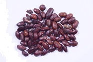 Shade Tree Seeds of RK Nursery and of RK Nursery and