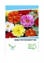 Iris Hybrid Flower Seeds Dahlia Mix, Best For Outdoor Gardening, Annuals Flower.