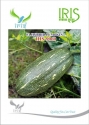 Iris Hybrid Vegetable Seeds F1 Hybrid Pumpkin IHS-9060 Good for Transportation