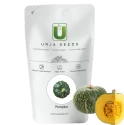 pumpkin seeds of Urja Agriculture Company of Urja Agriculture Company