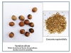 RK Seeds - White Sandalwood Seeds, Chandan Seeds, Santalum album 100 g + White Sandal Host Plant Seeds