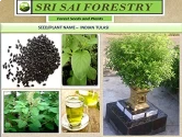 Tulsi Seeds of Sri Sai Forestry of Sri Sai Forestry