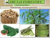 Drumstick seeds of Sri Sai Forestry of Sri Sai Forestry