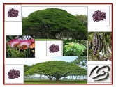 RK Seeds- Samanea Saman seed  Rain Tree Seeds,Avenue  tree seeds Samanea Saman Seeds,  , SHADE tree seeds , Best for planting in Road Avenue , Garden 