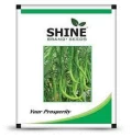 Chilli Hybrid Seeds of Shine Brand Seeds of Shine Brand Seeds