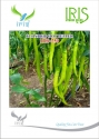 Iris Hybrid Vegetable Seeds F1 Hot Pepper (Chilli) IHS 250 , Light Green Color.