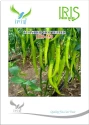 Chilli Seeds -Dual Purpose (High Pungent) of Iris Hybrid Pvt. of Iris Hybrid Pvt.