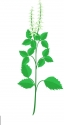 Indian Tulsi Basil Seeds , Tulsi Seed, Medicinal Used & Beneficial For Other Purpose