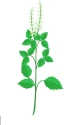 Tulsi Seeds of Pioneer Agro Industry of Pioneer Agro Industry