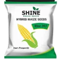 Hybrid Maize Seeds of Shine Brand Seeds of Shine Brand Seeds