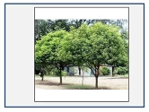 Ornamental Tree Seeds of RK Nursery and of RK Nursery and