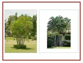 Areca Palm Tree Seeds of RK Nursery and of RK Nursery and