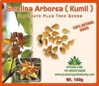 Gmelina Arborea (Kumil) Tree Seeds , Fast Grow Trees, Medium Germination    