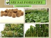 SRI SAI FORESTRY - Teak wood seeds (Sagwan) Tree Seeds, Excellent For Germination
