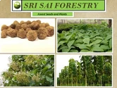 Teak Wood Seeds of Sri Sai Forestry of Sri Sai Forestry