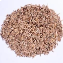 Bamboo Seeds of RK Nursery and of RK Nursery and