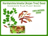 Hardwickia binata Seeds Natural Anjan Tree Seeds. Deciduous ornamental tree. 