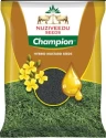 Mustard Seeds of NUZIVEEDU SEEDS LTD. of NUZIVEEDU SEEDS LTD.