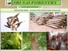 SRI SAI FORESTRY - Shisham Tree Seeds (North Indian Rosewood ) , Hard Tiber Seeds