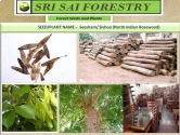 Sheesham Tree Seeds of Sri Sai Forestry of Sri Sai Forestry