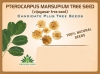 Pterocarpus Marsupium (Vengai) Tree Seed enhance the beauty of garden, landscapes, commercial crops, etc.